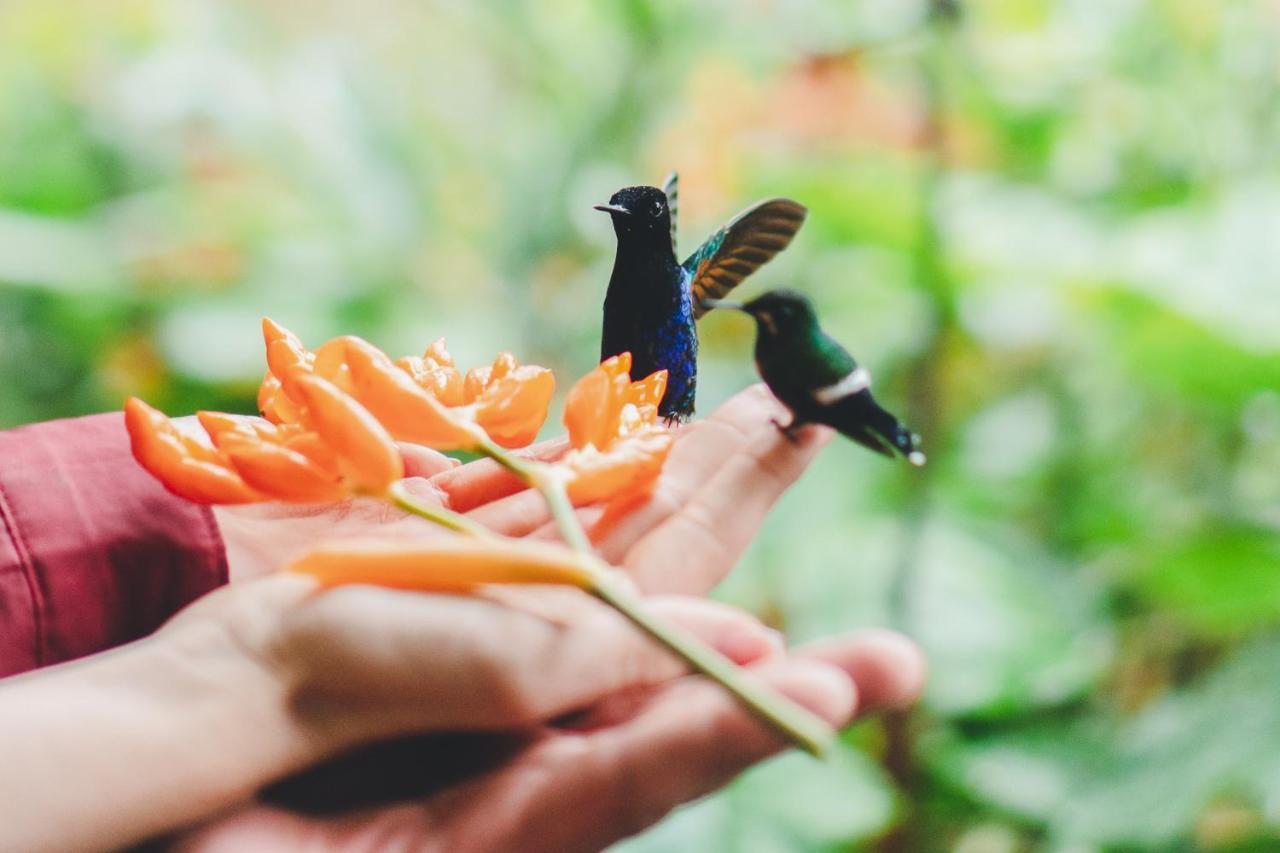 Piripe Wellness Lodge Pacto Dış mekan fotoğraf